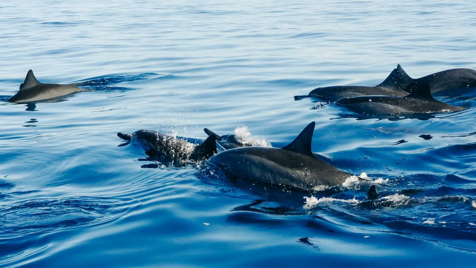 A bottlenose dolphin surfacing in green coastal water