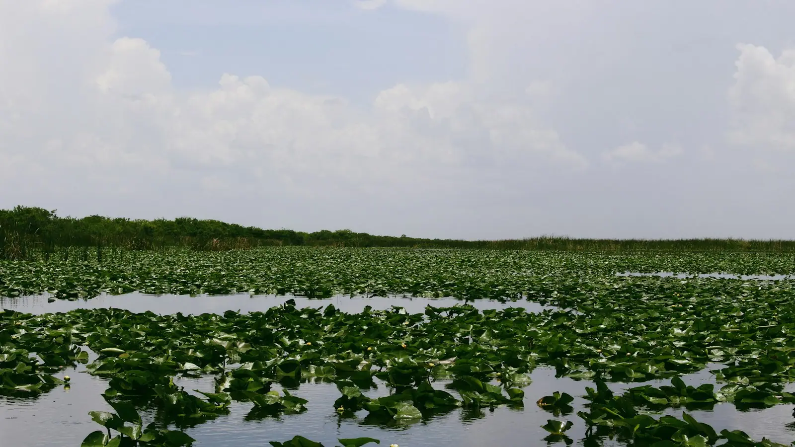 Open sawgrass marsh and still shallow water stretching to a low horizon